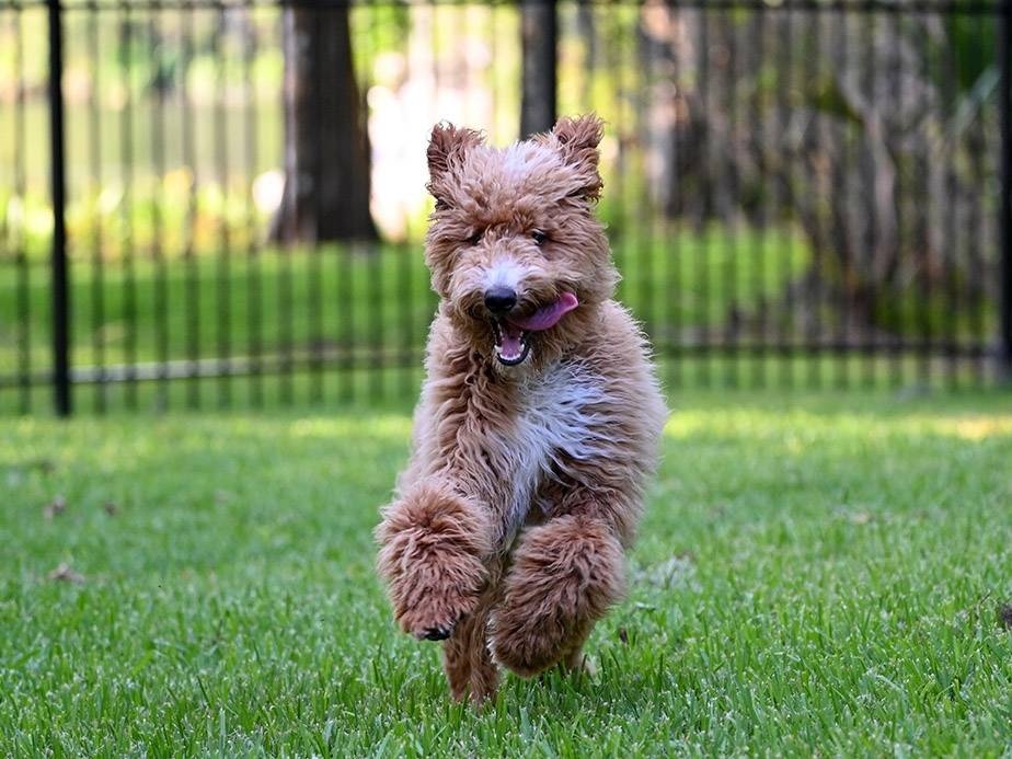 Alpharetta Georgia professional Fence Installation