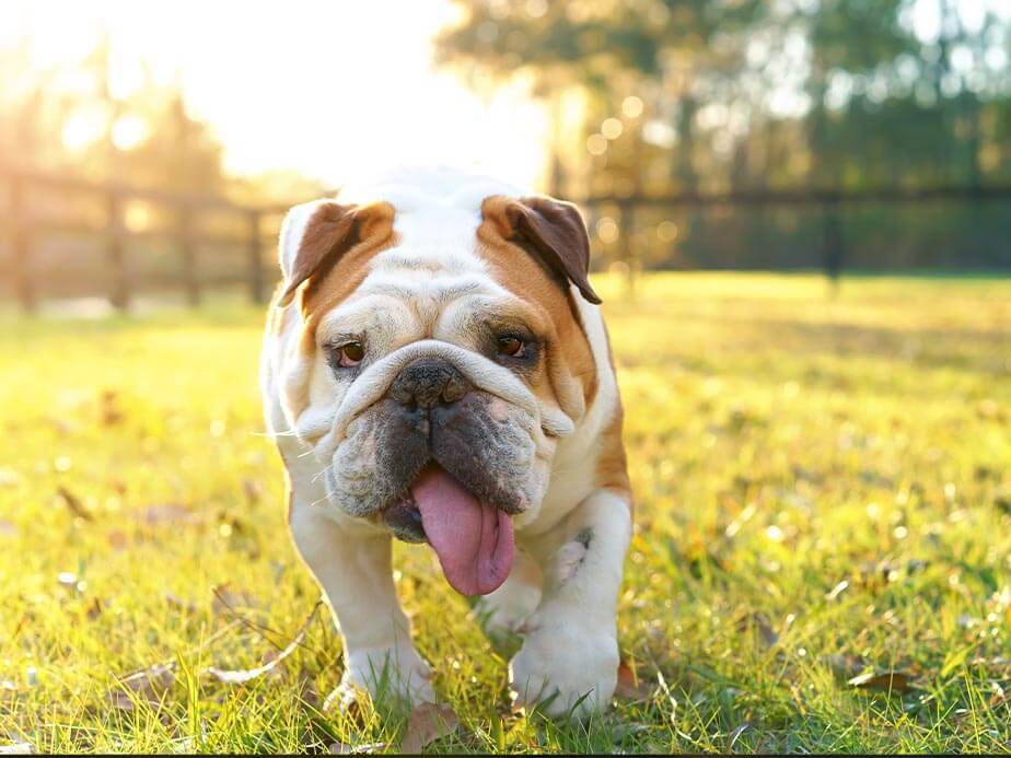 Snellville Georgia residential fencing company